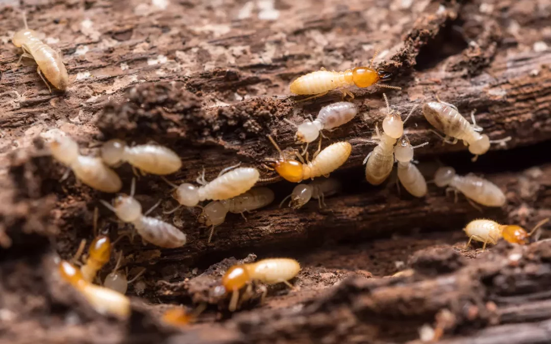 Formation Termites