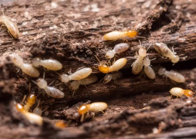 Formation Termites